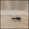ants.jpg