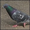 img_pigeon.jpg