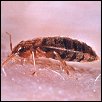 bedbugs.jpg