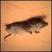 mouse.jpg