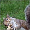 img_squirrels.jpg